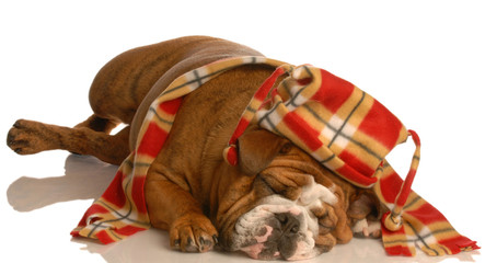 english bulldog dressed up with trendy winter hat and scarf