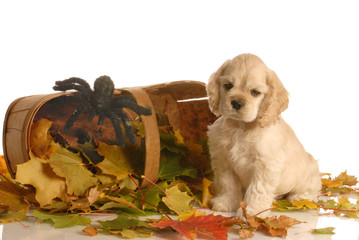 american cocker spaniel puppy sitting beside basket