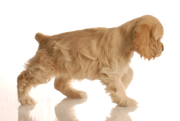 american cocker spaniel puppy walking