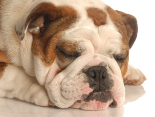 english bulldog sleeping isolated on a white background