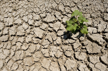 Living in Drought