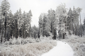 snowy covered landscape with forest raod