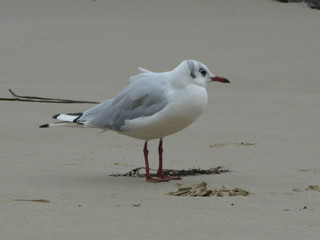 mouette 081133