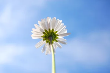 Rideaux occultants Marguerites daisy from below under blue sky in summer