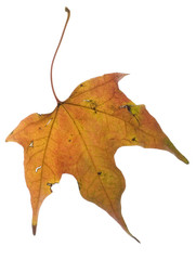 fall leaf in colors that is bruised badly