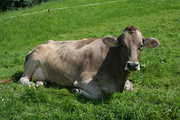 Liegende Kuh