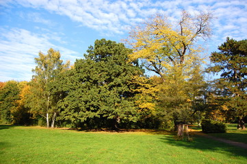 autumn in the forest with green trees under  blue sky
