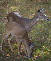Obraz premium a doe and a yearling on grass in autumn