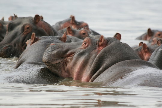 photo taken, in a kenyan lake, of hippos.