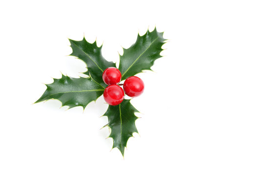 Sprig of European holly isolated on white