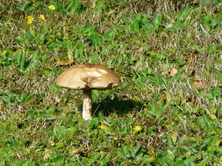 champignon 081312