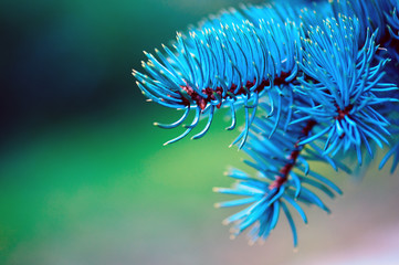 Close up of pine branches with blue needles