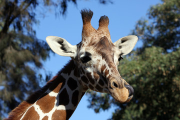 Naklejka premium Giraffe