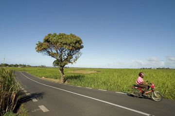 Driving Mauritius