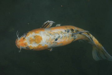 Koi Karpfen 3