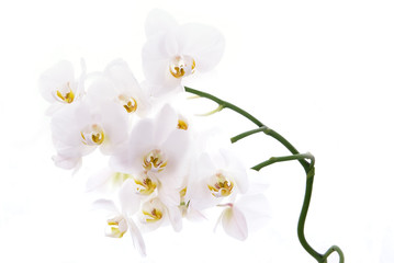 White orchids isolated close-up
