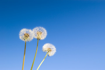 three dandelions on clear blue sky