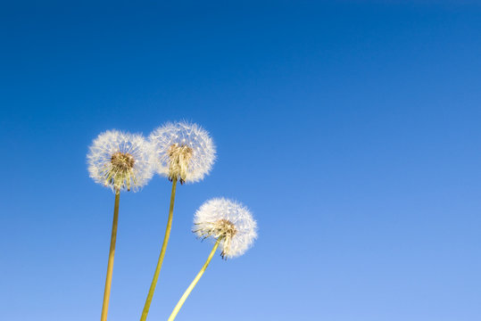 Fototapeta three dandelions on clear blue sky