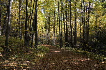 Fototapeta na wymiar Autumn way in the wild beech forest