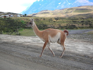 lama