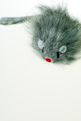 a shot of a kittens toy mouse