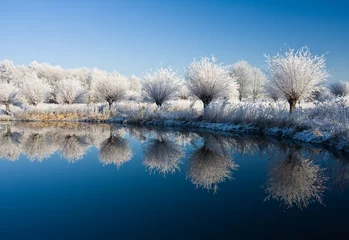 Foto op Plexiglas Winter frost and a blue sky