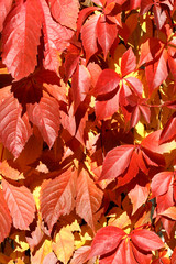Parthenocissus creeper plant in autumn. Red leaves background.
