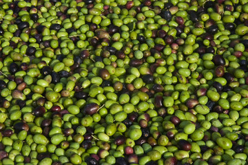 Olive