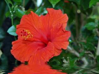 Hibiskus