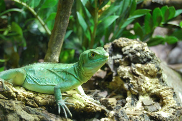 Iguana