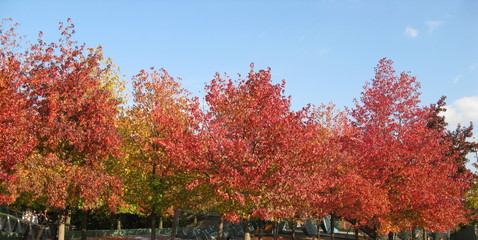 Obraz premium Arbres d'automne aux feuilles rouges et dorées.