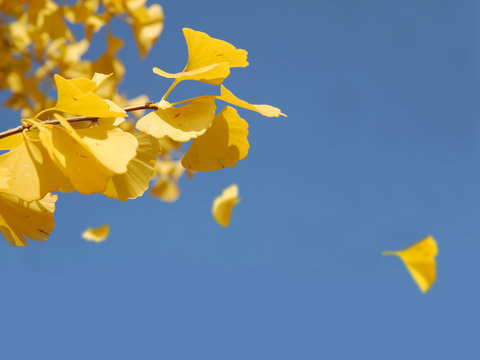 leaves of ginco in fall