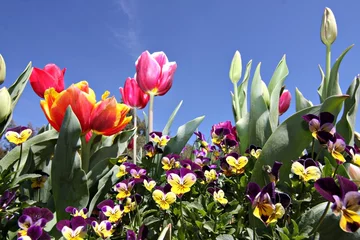 Crédence de cuisine en verre imprimé Tulipe Tulipes colorées au festival Floriade de Canberra