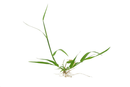 Green grass with roots on white background