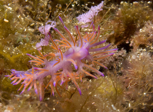flabelina