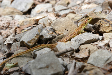 Green Lizard at gray stones