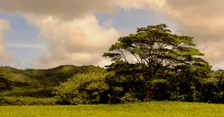 Obraz premium Beautiful Image of a Farmland in Kauai