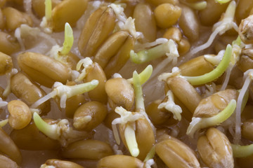 seeds of hard red winter wheat just starting to sprout