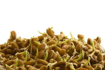 seeds of hard red winter wheat sprouting