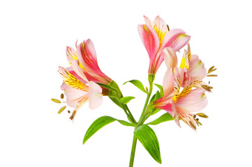 Colourful lilies isolated on the white background