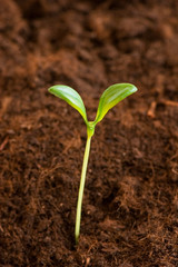New life concept - green seedling growing out of soil