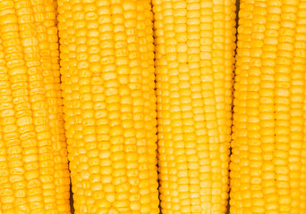 Extreme close up of yellow corn cobs