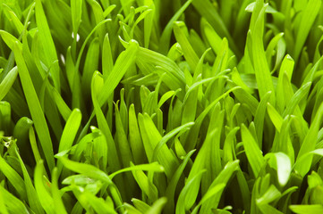 Fototapeta na wymiar Close up of green grass - shallow depth of field