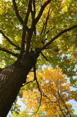 Autumn landscape