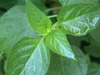 bourgeon terminal de lantana camara
