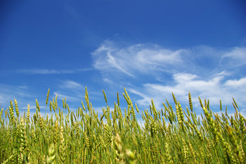 Obraz premium summer corn