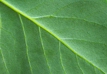 leaf  background