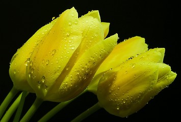 bunch of yellow tulips with water drops