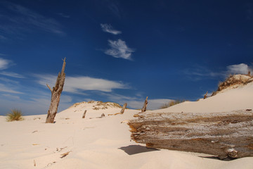 Trees killed by moving dunes