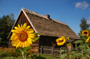 Sunflower in front of old cottage house